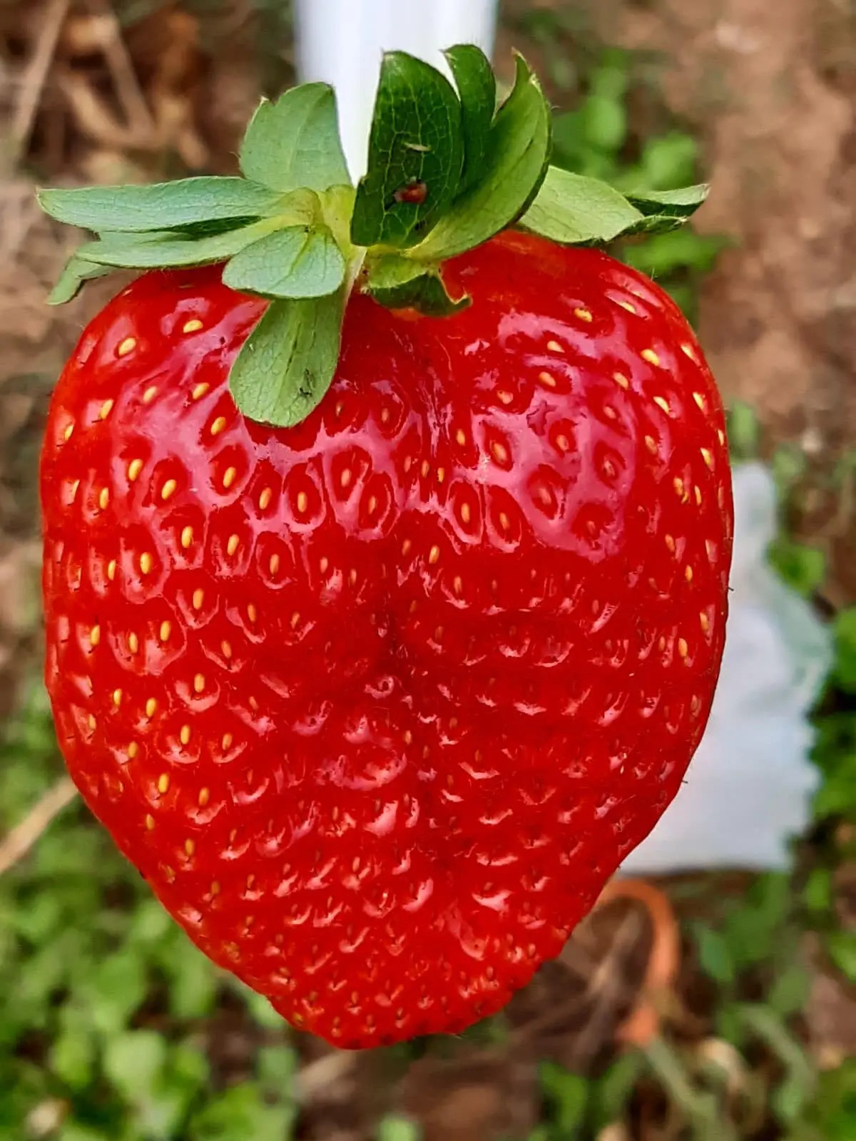 Κ. Κόντης   Αgro M.IKE 